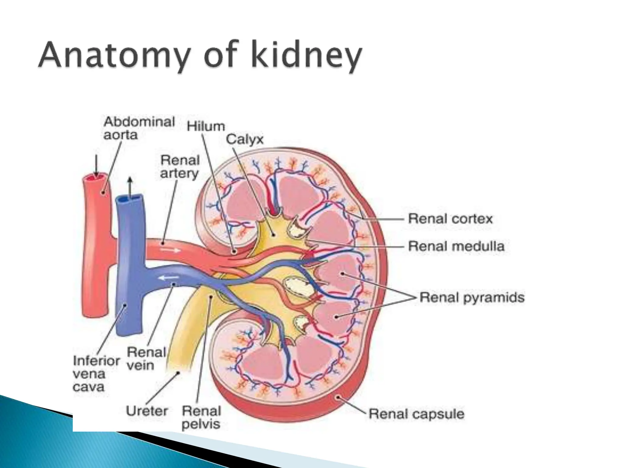 View of Kidney function tests used in clinical pathology.ppt