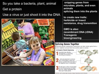 So you take a bacteria, plant, animal
Get a protein
Use a virus or just shoot it into the DNA
snipping genes from
microbes, plants, and even
animals
splicing them into the plants
to create new traits:
herbicide or insect
resistance, drug transmition
GMO is also:
recombinant DNA (rDNA)
Transgenic
bioengineering
 