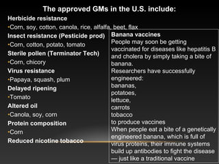 The approved GMs in the U.S. include:
Herbicide resistance
•Corn, soy, cotton, canola, rice, alfalfa, beet, flax
Insect resistance (Pesticide prod)
•Corn, cotton, potato, tomato
Sterile pollen (Terminator Tech)
•Corn, chicory
Virus resistance
•Papaya, squash, plum
Delayed ripening
•Tomato
Altered oil
•Canola, soy, corn
Protein composition
•Corn
Reduced nicotine tobacco
Banana vaccines
People may soon be getting
vaccinated for diseases like hepatitis B
and cholera by simply taking a bite of
banana.
Researchers have successfully
engineered:
bananas,
potatoes,
lettuce,
carrots
tobacco
to produce vaccines
When people eat a bite of a genetically
engineered banana, which is full of
virus proteins, their immune systems
build up antibodies to fight the disease
— just like a traditional vaccine
 