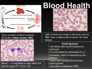 Blood Health
One microliter of blood contains:
4.7 to 6.1 million (male), RBC
Blood pH is regulated to stay within the
narrow range of 7.35 to 7.45,
• cells of blood are made in the bone marrow
• RBC have a plasma life of about 120 days
• Spleen
Erythropoiesis
•red blood cells (erythrocytes) are
produced.
•It is stimulated by decreased O2 in
circulation, which is detected by the
kidneys
•which then secrete the hormone
erythropoietin
•stimulates proliferation RBC
 