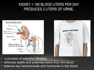 KIDNEY = 180 BLOOD LITERS PER DAY
PRODUCES 2 LITERS OF URINE.
• a process of selective filtration
• removes waste and potential toxins from the blood
• balance key biochemicals and hormones in the blood.
 