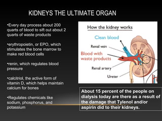 KIDNEYS THE ULTIMATE ORGAN
•Every day process about 200
quarts of blood to sift out about 2
quarts of waste products
•erythropoietin, or EPO, which
stimulates the bone marrow to
make red blood cells
•renin, which regulates blood
pressure
•calcitriol, the active form of
vitamin D, which helps maintain
calcium for bones
•Regulates chemicals like
sodium, phosphorus, and
potassium
About 15 percent of the people on
dialysis today are there as a result of
the damage that Tylenol and/or
aspirin did to their kidneys.
 