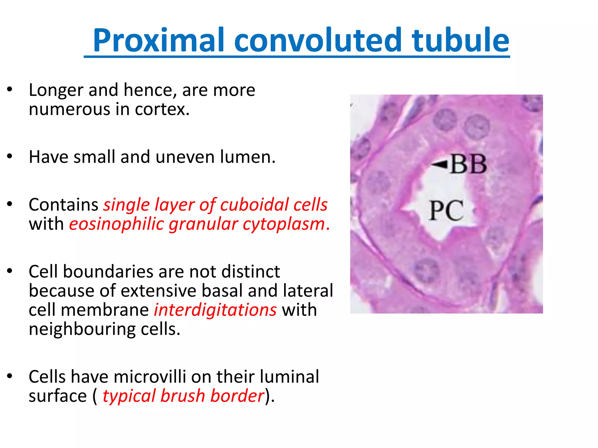 Kidney histology | PPTX