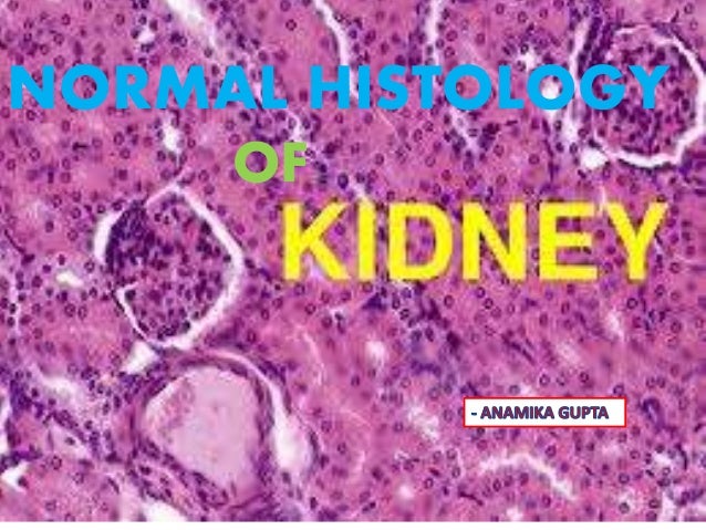 kidney histology kidney histology