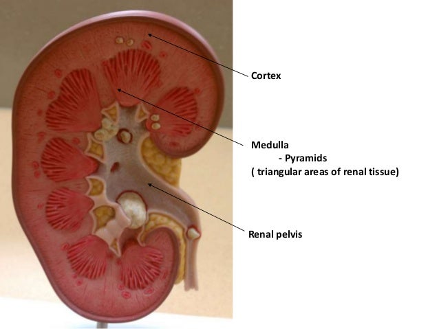 Kidney Histology