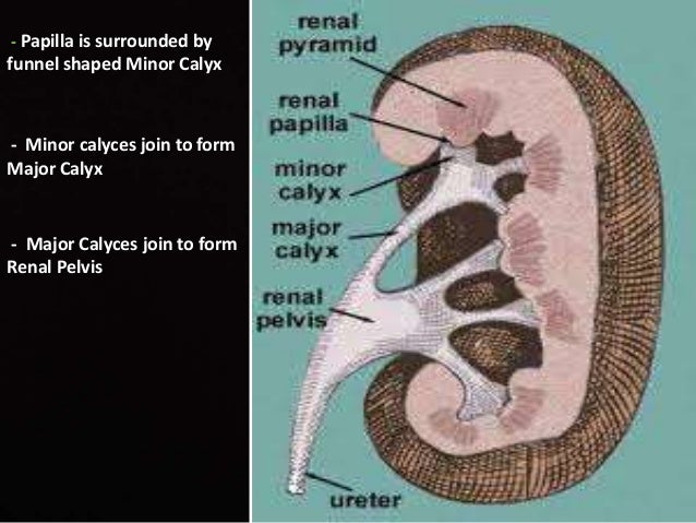 What function does a calyx perform in the kidneys?