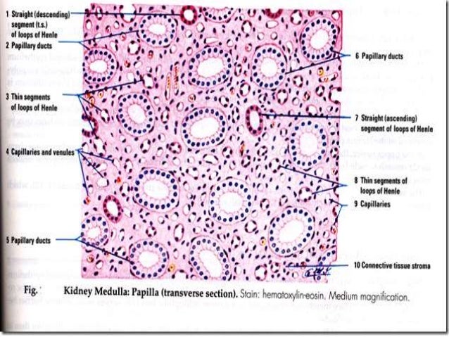 Kidney Histology Diagram Images - How To Guide And Refrence