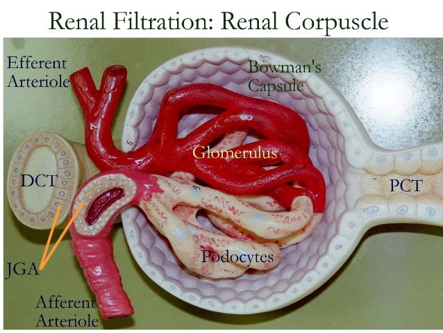 Kidney histology