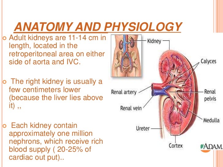 medicine.Kidney lecture 1.(dr.ala)