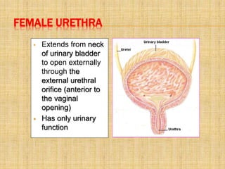 KIDNEY LECTURE 2017.ppt