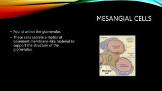 MESANGIAL CELLS
• Found within the glomerulus
• These cells secrete a matrix of
basement membrane–like material to
support the structure of the
glomerulus.
 