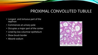 PROXIMAL CONVOLUTED TUBULE
• Longest and tortuous part of the
nephron
• Commences at urinary pole
• Occupies a major part of the cortex
• Lined by low columnar epithelium
• Show brush border
• Absorb sodium
 