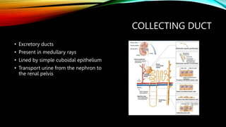 COLLECTING DUCT
• Excretory ducts
• Present in medullary rays
• Lined by simple cuboidal epithelium
• Transport urine from the nephron to
the renal pelvis
 