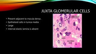 JUXTA GLOMERULAR CELLS
• Present adjacent to macula densa .
• Epithelioid cells in tunica media
• Large
• Internal elastic lamina is absent
 