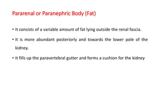 Pararenal or Paranephric Body (Fat)
• It consists of a variable amount of fat lying outside the renal fascia.
• It is more abundant posteriorly and towards the lower pole of the
kidney.
• It fills up the paravertebral gutter and forms a cushion for the kidney
 