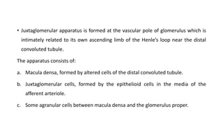• Juxtaglomerular apparatus is formed at the vascular pole of glomerulus which is
intimately related to its own ascending limb of the Henle’s loop near the distal
convoluted tubule.
The apparatus consists of:
a. Macula densa, formed by altered cells of the distal convoluted tubule.
b. Juxtaglomerular cells, formed by the epithelioid cells in the media of the
afferent arteriole.
c. Some agranular cells between macula densa and the glomerulus proper.
 