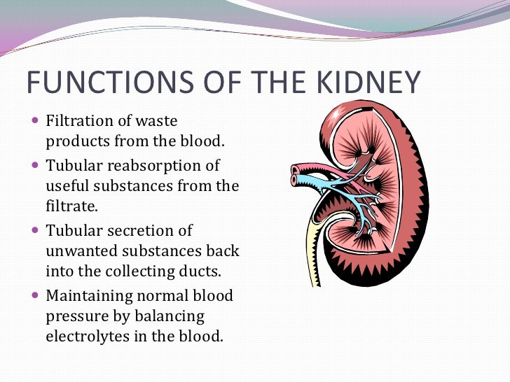 presentation on kidneys