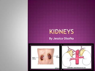 Kidneys By Jessica Olsofka 