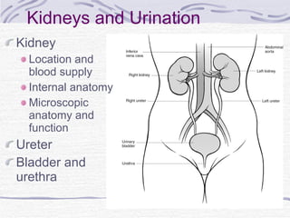 Kidneys and Urination ,[object Object],[object Object],[object Object],[object Object],[object Object],[object Object]