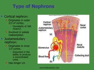 Type of Nephrons Cortical nephron: Originates in outer 2/3 of cortex. Osmolarity of 300 mOsm/l. Involved in solute reabsorption. Juxtamedullary nephron: Originates in inner 1/3 cortex. Important in the ability to produce a concentrated urine. Has longer LH. Insert fig. 17.6 www.freelivedoctor.com 