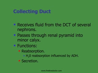 Collecting Duct Receives fluid from the DCT of several nephrons. Passes through renal pyramid into minor calyx. Functions: Reabsorption.  H 2 0 reabsorption influenced by ADH. Secretion. www.freelivedoctor.com 