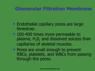 Glomerular Filtration Membrane Endothelial capillary pores are large fenestrae. 100-400 times more permeable to plasma, H 2 0, and dissolved solutes than capillaries of skeletal muscles. Pores are small enough to prevent RBCs, platelets, and WBCs from passing through the pores. www.freelivedoctor.com 