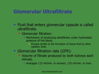 Glomerular Ultrafiltrate Fluid that enters glomerular capsule is called ultrafiltrate. Glomerular filtration: Mechanism of producing ultrafiltrate under hydrostatic pressure of the blood. Process similar to the formation of tissue fluid by other capillary beds. Glomerular filtration rate (GFR): Volume of filtrate produced by both kidneys each minute. Averages 115 ml/min. in women; 125 ml/min. in men. www.freelivedoctor.com 