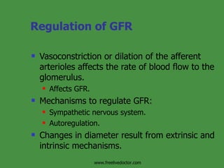 Regulation of GFR Vasoconstriction or dilation of the afferent arterioles affects the rate of blood flow to the glomerulus. Affects GFR. Mechanisms to regulate GFR: Sympathetic nervous system. Autoregulation. Changes in diameter result from extrinsic and intrinsic mechanisms. www.freelivedoctor.com 