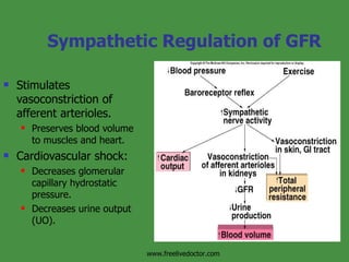 Sympathetic Regulation of GFR Stimulates vasoconstriction of afferent arterioles. Preserves blood volume to muscles and heart. Cardiovascular shock: Decreases glomerular capillary hydrostatic pressure. Decreases urine output (UO). Insert fig. 17.11 www.freelivedoctor.com 