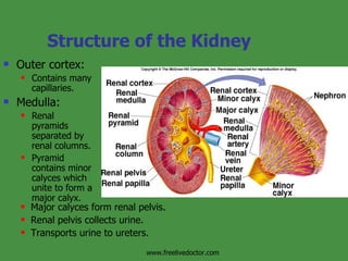 Structure of the Kidney Outer cortex: Contains many capillaries. Medulla: Renal pyramids separated by renal columns. Pyramid contains minor calyces which unite to form a major calyx. Major calyces form renal pelvis. Renal pelvis collects urine. Transports urine to ureters. www.freelivedoctor.com 