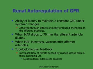 Renal Autoregulation of GFR Ability of kidney to maintain a constant GFR under systemic changes. Achieved through effects of locally produced chemicals on the afferent arterioles. When MAP drops to 70 mm Hg, afferent arteriole dilates. When MAP increases, vasoconstrict afferent arterioles. Tubuloglomerular feedback: Increased flow of filtrate sensed by macula densa cells in thick ascending LH. Signals afferent arterioles to constrict.  www.freelivedoctor.com 