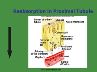 Reabsorption in Proximal Tubule Insert fig. 17.13 www.freelivedoctor.com 