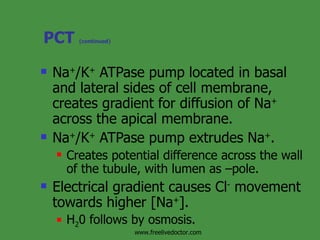 PCT  (continued) Na + /K +  ATPase pump located in basal and lateral sides of cell membrane, creates gradient for diffusion of Na +  across the apical membrane. Na + /K +  ATPase pump extrudes Na + . Creates potential difference across the wall of the tubule, with lumen as –pole. Electrical gradient causes Cl -  movement  towards higher [Na + ]. H 2 0 follows by osmosis. www.freelivedoctor.com 