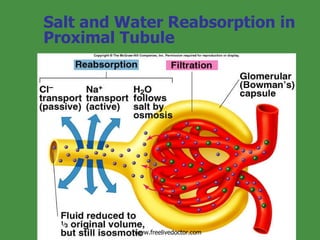 Salt and Water Reabsorption in Proximal Tubule Insert fig. 17.14 www.freelivedoctor.com 