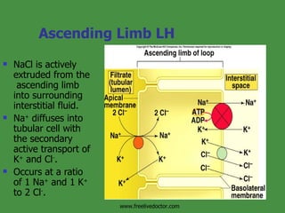 Ascending Limb LH NaCl is actively extruded from the  ascending limb into surrounding interstitial fluid. Na +  diffuses into tubular cell with the secondary active transport of K +  and Cl - . Occurs at a ratio of 1 Na +  and 1 K +  to 2 Cl - . Insert fig. 17.15 www.freelivedoctor.com 
