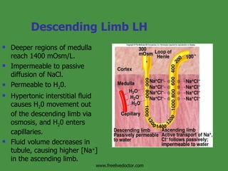 Descending Limb LH Deeper regions of medulla reach 1400 mOsm/L. Impermeable to passive diffusion of NaCl. Permeable to H 2 0. Hypertonic interstitial fluid causes H 2 0 movement out of the descending limb via osmosis, and H 2 0 enters capillaries. Fluid volume decreases in tubule, causing higher [Na + ] in the ascending limb. Insert fig. 17.16 www.freelivedoctor.com 