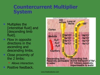 Countercurrent Multiplier System Multiplies the [interstitial fluid] and [descending limb fluid]. Flow in opposite directions in the ascending and descending limbs. Close proximity of the 2 limbs: Allows interaction.   Positive feedback. Insert fig. 17.16 www.freelivedoctor.com 