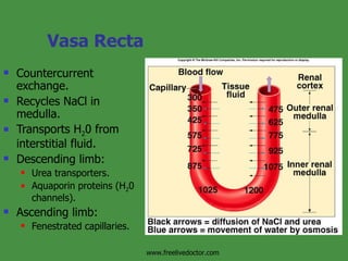 Vasa Recta Countercurrent exchange. Recycles NaCl in medulla. Transports H 2 0 from interstitial fluid. Descending limb: Urea transporters. Aquaporin proteins (H 2 0 channels). Ascending limb: Fenestrated capillaries. Insert fig. 17.17 www.freelivedoctor.com 