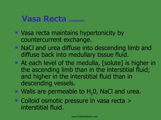 Vasa Recta  (continued) Vasa recta maintains hypertonicity by countercurrent exchange. NaCl and urea diffuse into descending limb and diffuse back into medullary tissue fluid. At each level of the medulla, [solute] is higher in the ascending limb than in the interstitial fluid; and higher in the interstitial fluid than in descending vessels. Walls are permeable to H 2 0, NaCl and urea. Colloid osmotic pressure in vasa recta > interstitial fluid. www.freelivedoctor.com 