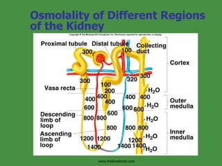 Osmolality of Different Regions of the Kidney Insert fig. 17.19 www.freelivedoctor.com 