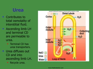 Urea Contributes to total osmolality of interstitial fluid. Ascending limb LH and terminal CD are permeable to urea. Terminal CD has urea transporters. Urea diffuses out CD and into ascending limb LH. Recycle urea. Insert fig. 17.18 www.freelivedoctor.com 