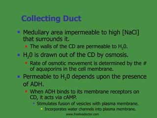 Collecting Duct Medullary area impermeable to high [NaCl] that surrounds it. The walls of the CD are permeable to H 2 0. H 2 0 is drawn out of the CD by osmosis. Rate of osmotic movement is determined by the # of aquaporins in the cell membrane. Permeable to H 2 0 depends upon the presence of ADH. When ADH binds to its membrane receptors on CD, it acts via cAMP. Stimulates fusion of vesicles with plasma membrane. Incorporates water channels into plasma membrane. www.freelivedoctor.com 