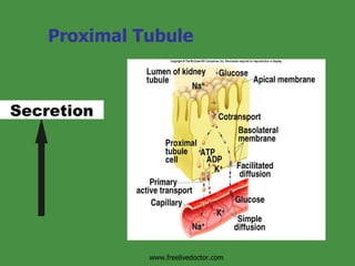 Proximal Tubule Insert fig. 17.13 www.freelivedoctor.com Secretion 