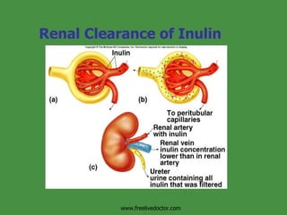 Renal Clearance of Inulin Insert fig. 17.22 www.freelivedoctor.com 