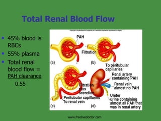 Total Renal Blood Flow 45% blood is RBCs 55% plasma Total renal blood flow =  PAH clearance 0.55 Insert fig. 17.23 www.freelivedoctor.com 