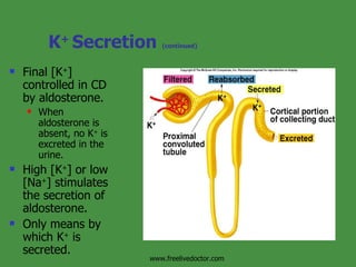 K +  Secretion  (continued) Final [K + ] controlled in CD by aldosterone. When aldosterone is absent, no K +  is excreted in the urine. High [K + ] or low [Na + ] stimulates the secretion of aldosterone. Only means by which K +  is secreted. Insert fig. 17.24 www.freelivedoctor.com 