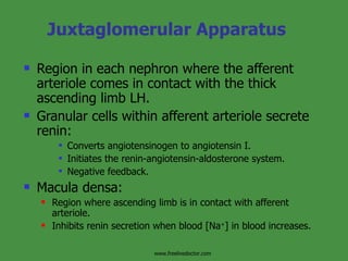 Juxtaglomerular Apparatus Region in each nephron where the afferent arteriole comes in contact with the thick ascending limb LH. Granular cells within afferent arteriole secrete renin: Converts angiotensinogen to angiotensin I. Initiates the renin-angiotensin-aldosterone system. Negative feedback. Macula densa: Region where ascending limb is in contact with afferent arteriole. Inhibits renin secretion when blood [Na + ] in blood increases. www.freelivedoctor.com 