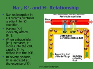 Na + , K + , and H +  Relationship Na +  reabsorption in CD creates electrical gradient  for K +  secretion. Plasma [K + ] indirectly affects [H + ]. When extracellular  [H + ] increases, H +  moves into the cell, causing K +  to diffuse into the ECF. In severe acidosis, H +  is secreted at the expense of K + . Insert fig. 17.27 www.freelivedoctor.com 