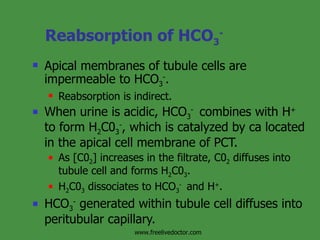 Reabsorption of HCO 3 - Apical membranes of tubule cells are impermeable to HCO 3 - . Reabsorption is indirect. When urine is acidic, HCO 3 -  combines with H +  to form H 2 C0 3 - , which is catalyzed by ca located in the apical cell membrane of PCT. As [C0 2 ] increases in the filtrate, C0 2  diffuses into tubule cell and forms H 2 C0 3 . H 2 C0 3  dissociates to HCO 3 -  and H + .  HCO 3 -  generated within tubule cell diffuses into peritubular capillary. www.freelivedoctor.com 