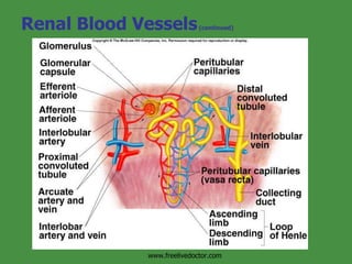 Renal Blood Vessels  (continued) Insert fig. 17.5 www.freelivedoctor.com 